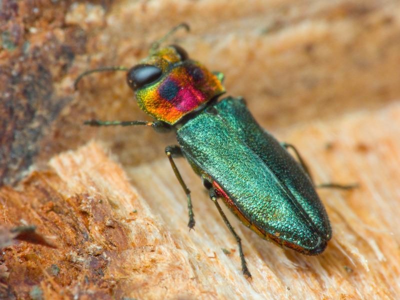 Anthaxia signaticollis Krynicky, 1832